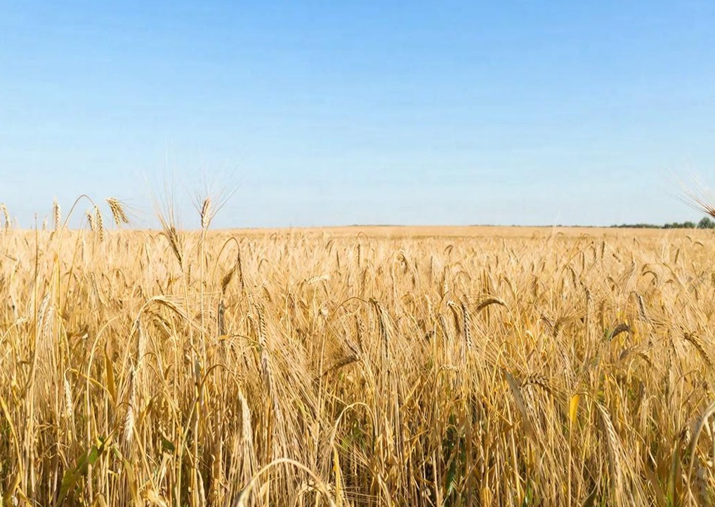 Русский путь маркетинга: как культурный код влияет на эффективность рекламы в России