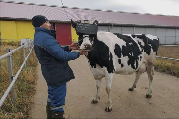 На одной из ферм коровам начали надевать очки виртуальной реальности