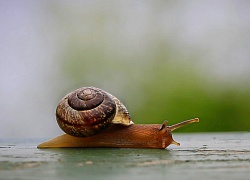 АКАР: объем российского рекламного рынка составил 981,6 млрд руб. в 2025 году